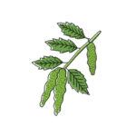 Olympia creme | betulla