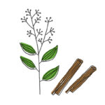 Olympia creme | cannella