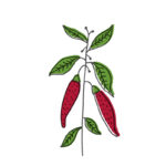 Olympia creme | capsico