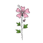 Olympia creme | malva sivestre