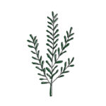 Olympia creme | rosmarino