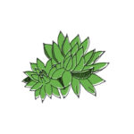 Olympia creme | semprevivo