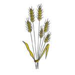 Olympia creme | grano